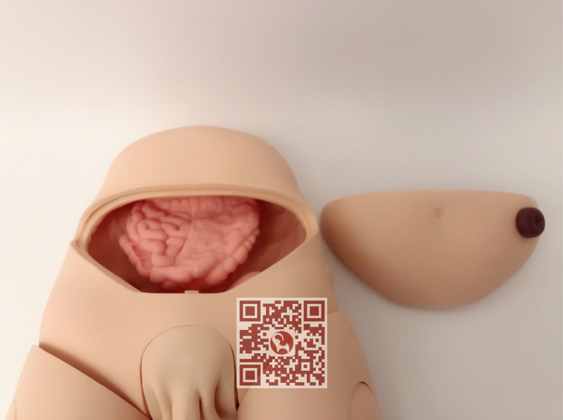 高级男性导尿模型ET/H17E - 灌肠导尿模型—急救中国指定产品：电子导尿灌肠教学实习模型|象鼎医学-  急救中国指定生产厂家：医学模型|心肺复苏模拟人|护理人模型|